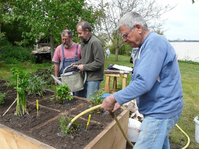 Après 2 mois d'attente, les plantes sont installées  et bénéficient d'un premier arrosage dans leur nouvelle résidence